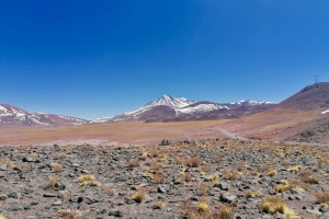 Naturen omkring Laguna Salar de Talar