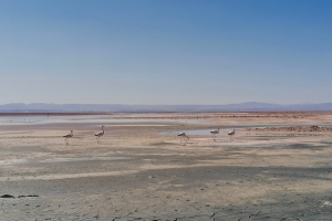 Flamingoer i Laguna Chaxa