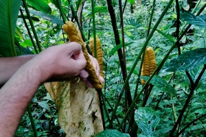 En klapperslange-plante (da den ligner halen på en klapperslange), som fanger insekter, suger den nektar de har spist ud af dem, hvorefter den slipper sit bytte fri igen. Her tester vi med et græsstrå hvordan den holder fast.