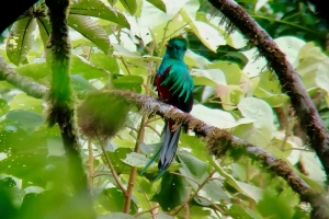 En Resplendant Quetzals unge