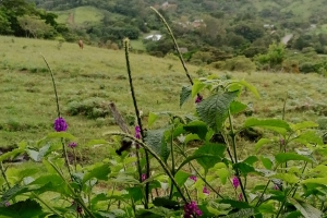 En lillebitte kolibri der spiser fra de mange buske omkring terrassen