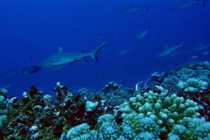 Wall of Sharks