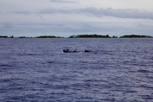 Pilote whales