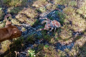 Hunden er nysgerrig - og lidt bange ...