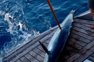 Rene hev en wahoo ombord, som senere samme aften blev til fiskefrikadeller