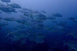 Stimer af fisk