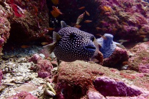 Boxfish