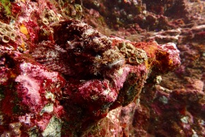 Scorpionfish