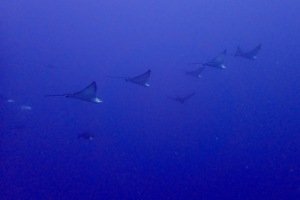 Eagle rays på tur