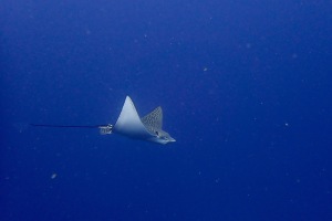 Eagle ray