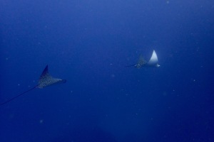 Eagle rays