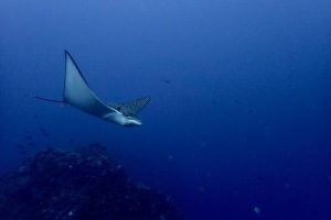 Eagle ray