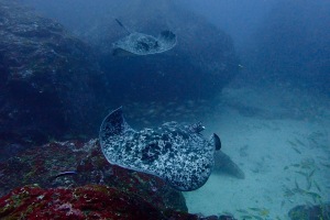 Marble sting rays