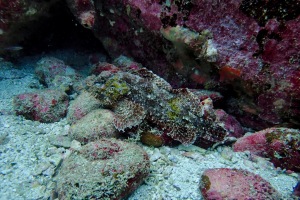 Scorpion fish