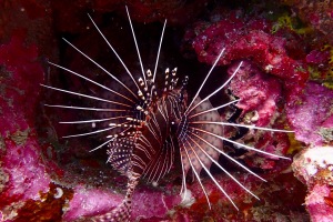 Lion fish