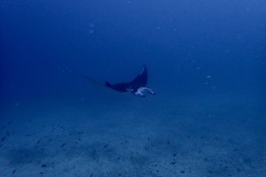 Manta ray