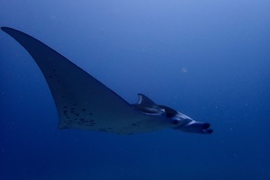 Manta ray