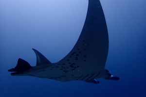 Manta ray