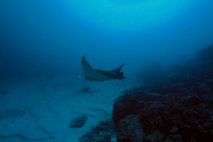 Manta ray