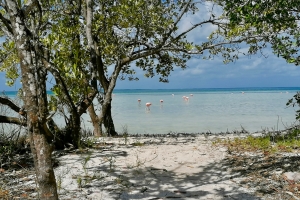 Flamingoer på Punta Coco stranden