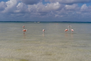 Flamingoer på Punta Coco stranden