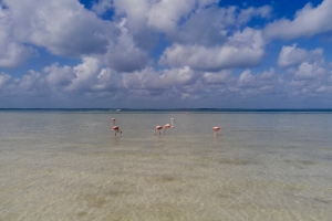 Flamingoer på Punta Coco stranden