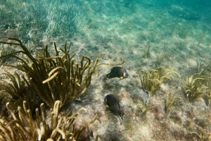 Vi snorkler med flotte fisk