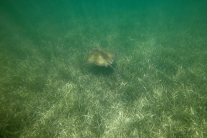 En rokke på snorkelturen