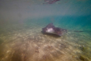 Stingray