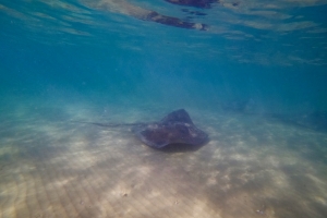 Stingray