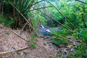 Regnskov og Argyle Waterfalls