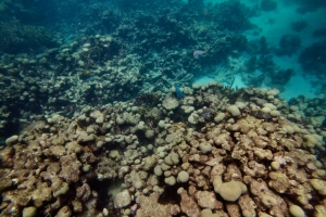 Snorkling på Buccoo Reef